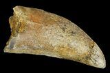 Bargain, Juvenile Carcharodontosaurus Tooth #183512-1